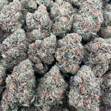 Jack Herer Wholesale