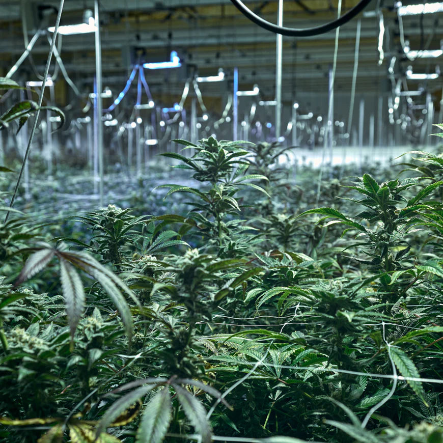 shipmyhemp