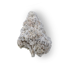 Snowcaps- King Louis Xlll